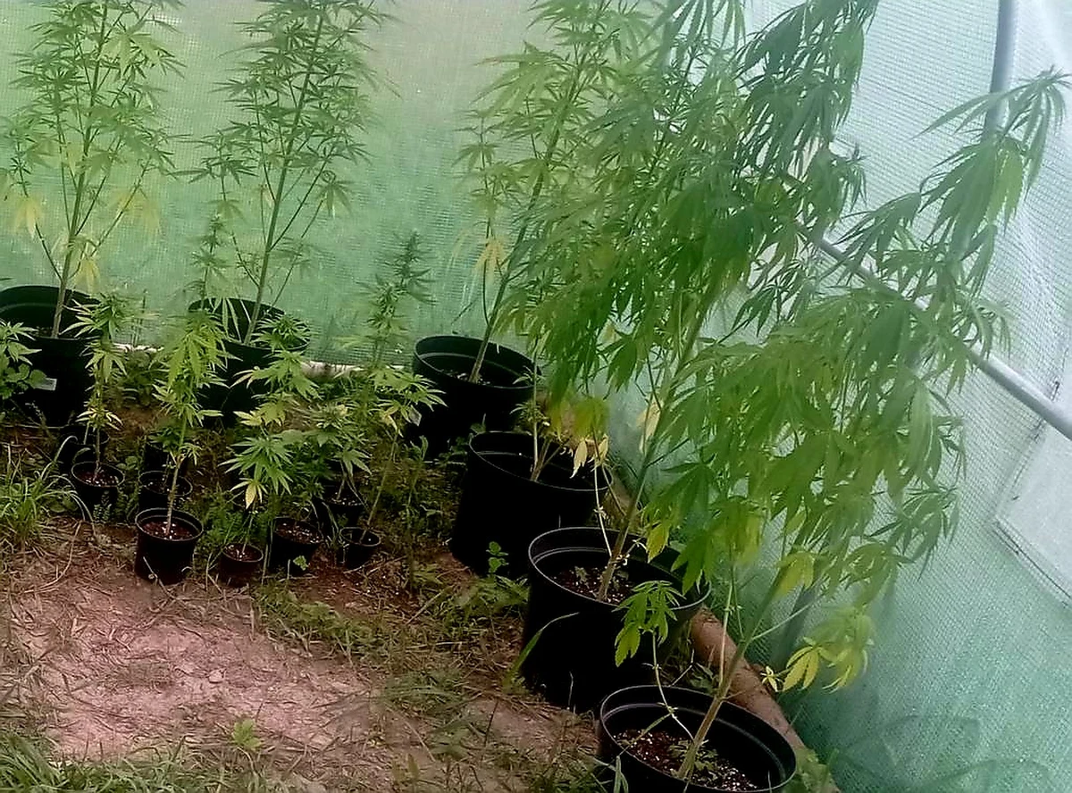 Dwóch mieszkańców powiatu limanowskiego postawiło szklarnię w środku lasu, żeby uprawiać w niej konopie indyjskie. Zostali ujęci przez policjantów, kiedy przyjechali podlać rośliny.