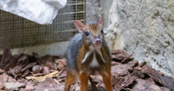 W stołecznym zoo urodził się kolejny myszojeleń, czyli kanczyl jawajski. Jego rodzicami są Linda i Arnold.