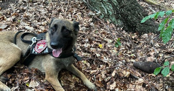 Pies służbowy Luna wraz ze swoim przewodnikiem odnalazła w Rumi niewybuch. Policjanci zabezpieczyli teren, a o znalezisku poinformowali saperów.