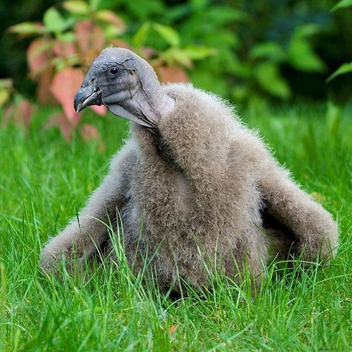 Kondorzyca Beti - urodzona dwa lata temu w krakowskim ZOO - już dziś wyruszy w swoją życiową podróż ku wolności - czyli do Ameryki Południowej. Wszystko w ramach przygotowań do kolejnych etapów reintrodukcji, czyli ponownego wprowadzenia kondorów na pierwotny obszar ich bytowania w Argentynie.