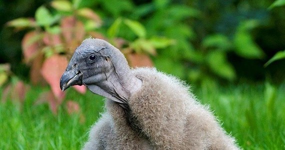 Kondorzyca Beti - urodzona dwa lata temu w krakowskim ZOO - już dziś wyruszy w swoją życiową podróż ku wolności - czyli do Ameryki Południowej. Wszystko w ramach przygotowań do kolejnych etapów reintrodukcji, czyli ponownego wprowadzenia kondorów na pierwotny obszar ich bytowania w Argentynie.