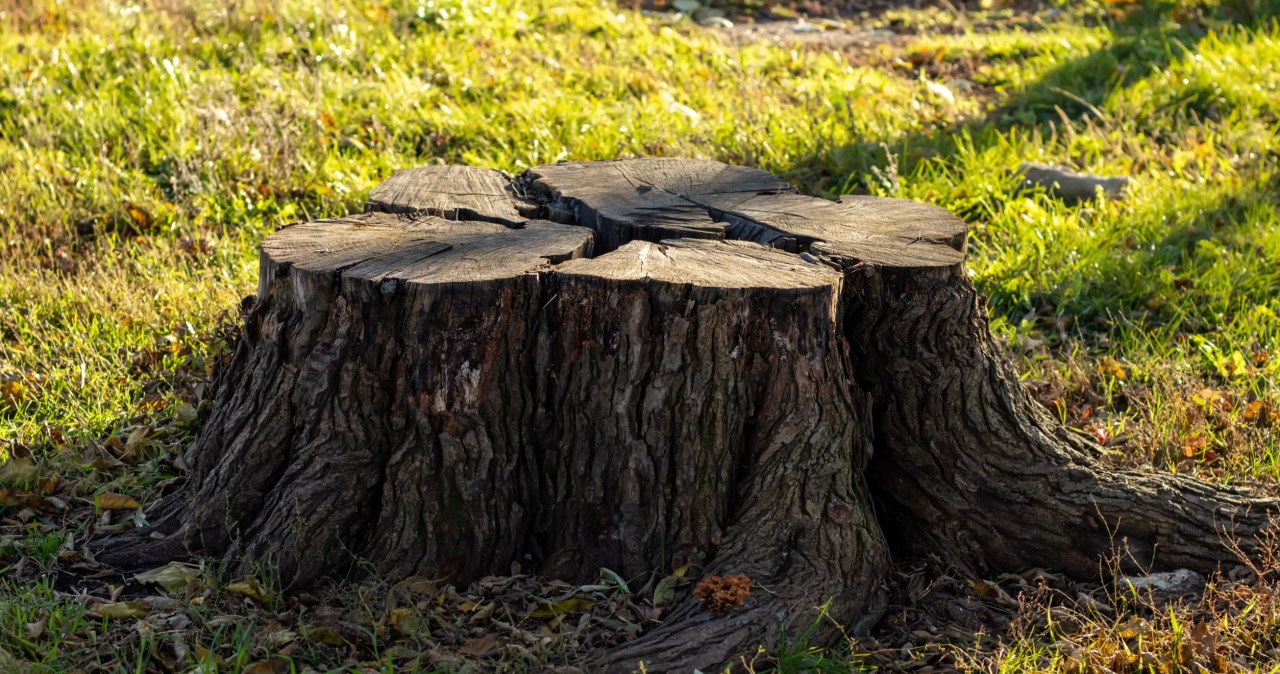 Weź w kuchni i posyp pień. Usuniesz go bez wzywania koparki
