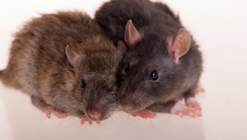 Naukowcy chirurgicznie połączyli układy krążenia starych i młodych myszy, żeby przekonać się, czy krew młodych ssaków faktycznie ma działanie odmładzające, jak zdają się sugerować inne badania. Efekty?
