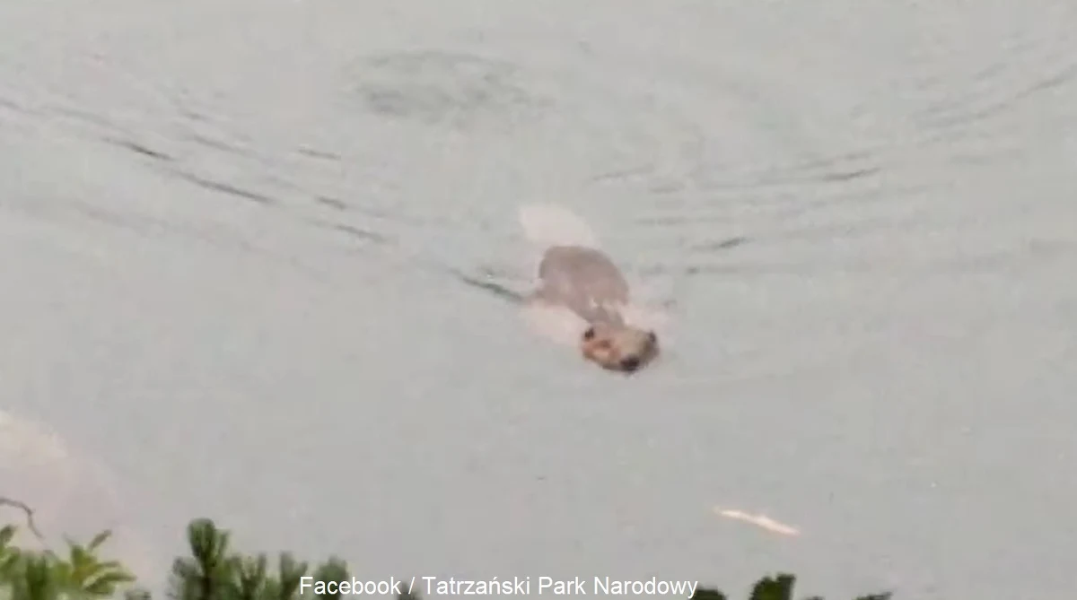 "To prawdziwy ewenement" - tak o bobrze pływającym w Morskim Oku napisał Tatrzański Park Narodowy. TPN opublikował w mediach społecznościowych nagranie, na którym widać pływającego ssaka.
