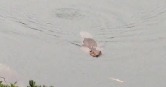 "To prawdziwy ewenement" - tak o bobrze pływającym w Morskim Oku napisał Tatrzański Park Narodowy. TPN opublikował w mediach społecznościowych nagranie, na którym widać pływającego ssaka.