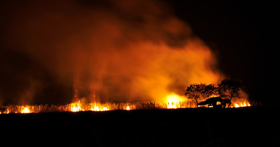 Gigantyczne pożary szaleją na należących do USA Hawajach. Huragan Dora przyczynia się do rozprzestrzeniania tam ognia. na Wyspach trwa chaotyczna akcja ewakuacyjna, a tamtejsze szpitale nie nadążają z przyjmowaniem poparzonych albo zatrutych dymem pacjentów.