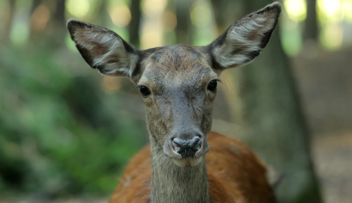 W mediach społecznościowych pojawiły się nagrania, na których widać łanię kopiącą kilkuletnie dziecko. Maluch zbliżył się do dzikiego zwierzęcia razem z rodzicami, którzy prawdopodobnie robili mu zdjęcie. Do zdarzenia doszło w centrum Zakopanego, a sprawą teraz zajmie się policja. Rodzice dziecka za brak odpowiedzialności mogą odpowiedzieć przed sądem.