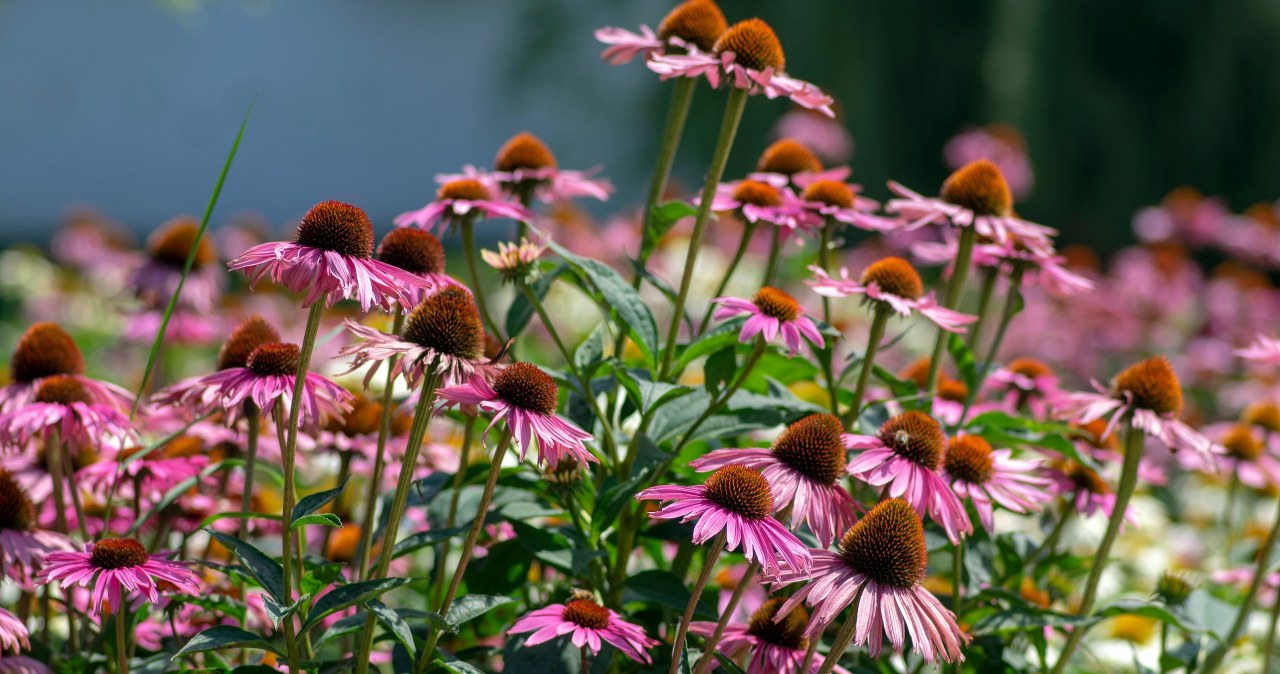 Jeżówka przekwitła? Przytnij ją w ten sposób, by znów obsypała się pąkami