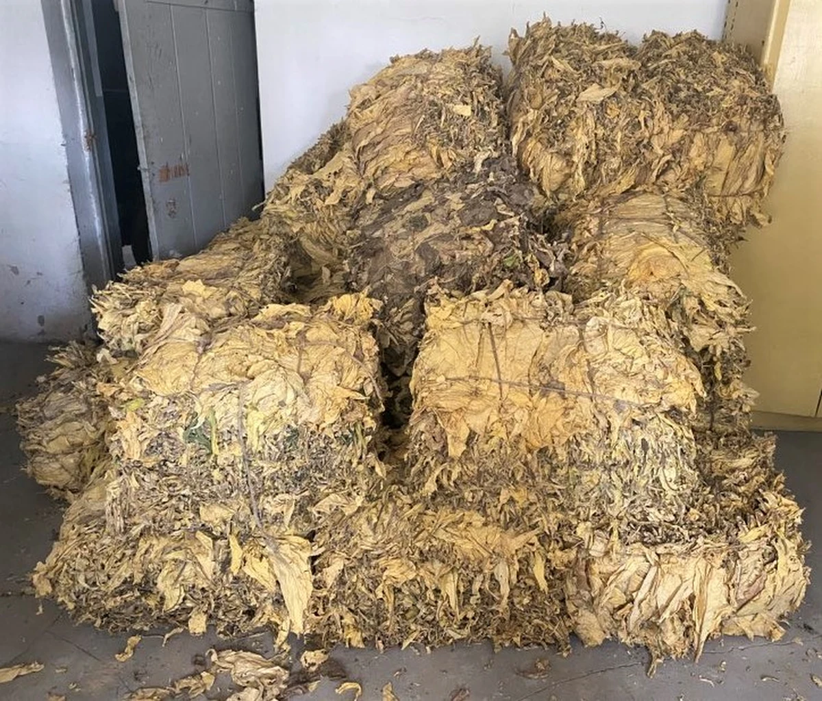 750 kg suszu tytoniowego bez polskich znaków akcyzy skarbowej, przewoził w samochodzie 49-latek. Mężczyzna wpadł, bo został zatrzymany przez policjantów z Sieniawy na Podkarpaciu w czasie kontroli drogowej. Gdyby tytoń trafił na rynek, Skarb Państwa straciłby na uszczupleniu podatku akcyzowego ponad 450 tys. zł.