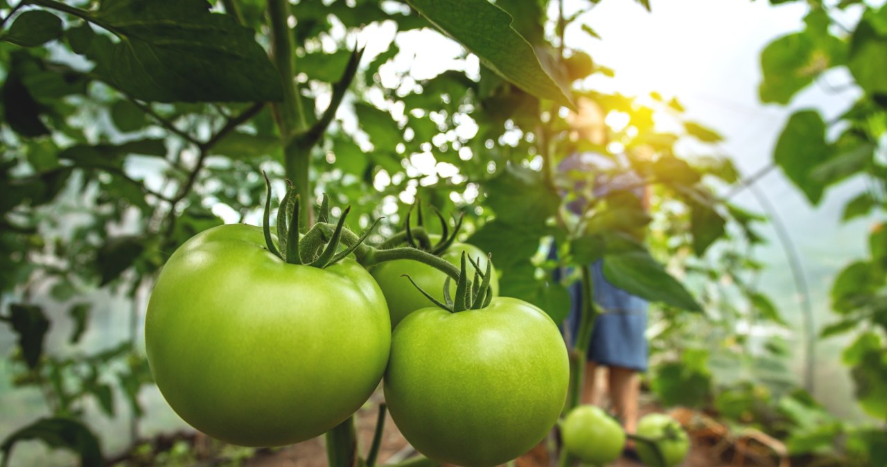 ​Pomidory na gałązkach wciąż są zielone? Tak przyspieszysz ich dojrzewanie