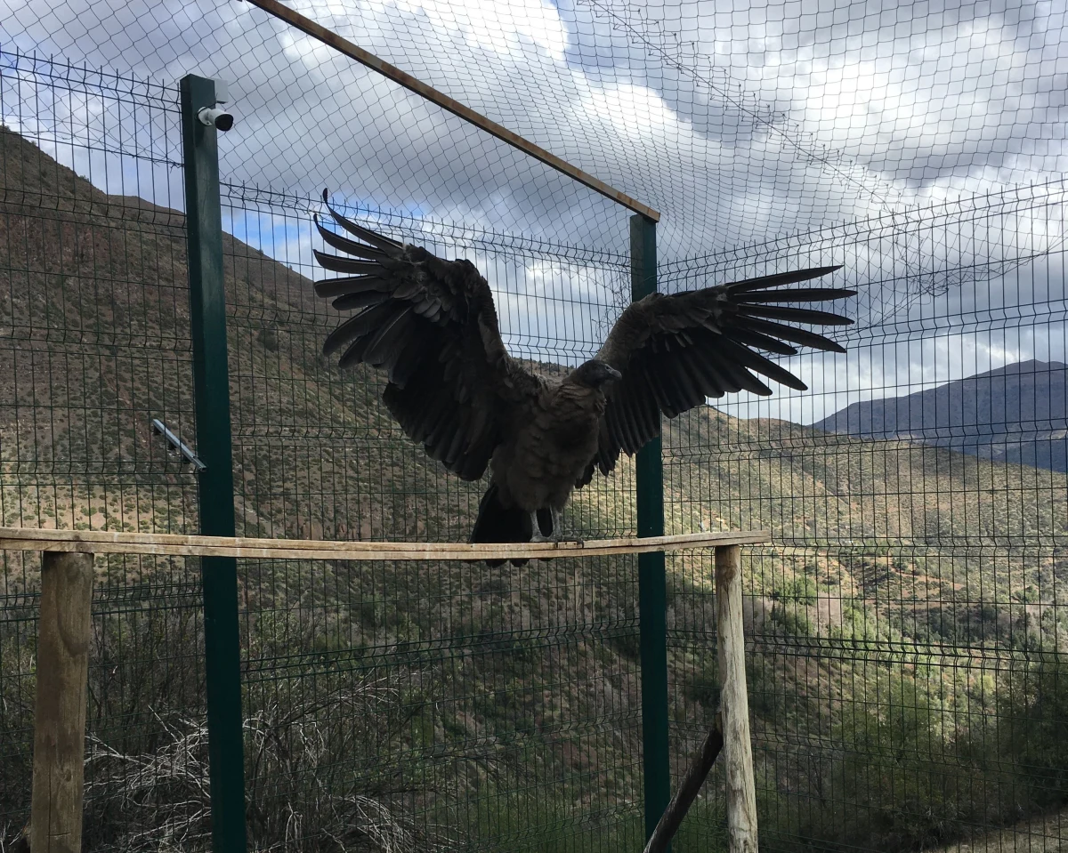 Kondorzyca Beti z krakowskiego ZOO dotarła do Chile bez żadnych problemów. Po przylocie z lotniska trafiła do woliery gdzie odbędzie kwarantannę