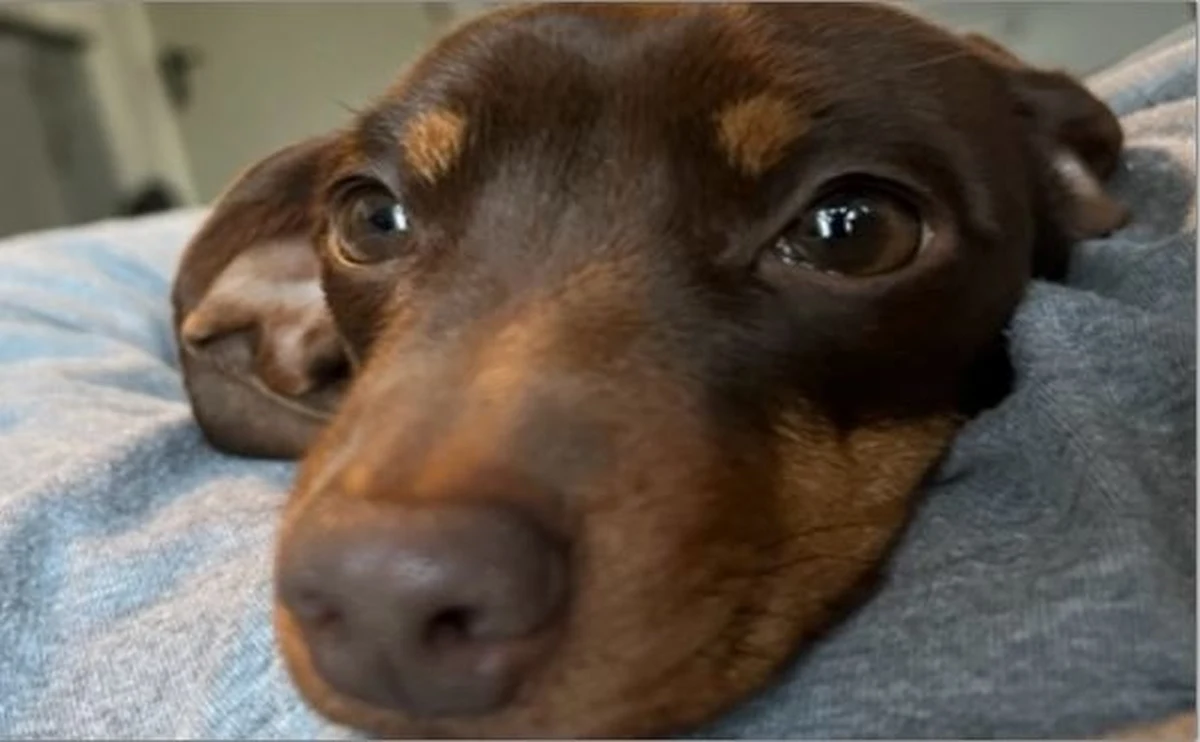 Duże poruszenie wywołała w sieci historia 16-miesięcznego jamnika o imieniu Twiglet, który pod koniec lipca został ukradziony z domu w Saffron Walden we wschodniej Anglii. Zwierzę szybko wróciło do swoich właścicieli całe i zdrowe. Teraz policja poinformowała, że w związku ze sprawą zatrzymany został 46-latek. 