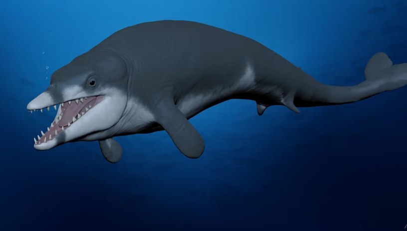 Międzynarodowy zespół naukowców dokonał przełomowego odkrycia nowego gatunku wymarłego wieloryba, który 41 mln lat temu żył w starożytnym morzu pokrywającym tereny dzisiejszego Egiptu.