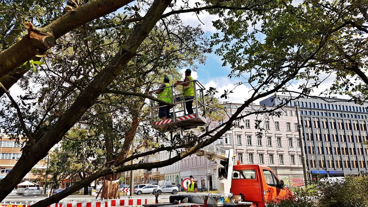 Te drzewa to prawdziwe unikaty. Szczecińskie dęby Turnera doczekały się gruntownej pielęgnacji. Jedyne w mieście egzemplarze tej rośliny rosną na przebudowywanym właśnie placu Zwycięstwa. "Remontu" doczekały się też i dęby. Od innych drzew liściastych odróżnia je to, że nie zrzucają liści na zimę.