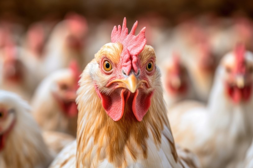Światowa Organizacja Zdrowia wyraziła zaniepokojenie rozprzestrzenianiem się ptasiej grypy H5N1 na nowe gatunki, w tym ludzi. Jest to szczególnie istotne w kontekście "niezwykle wysokiej" śmiertelności choroby.