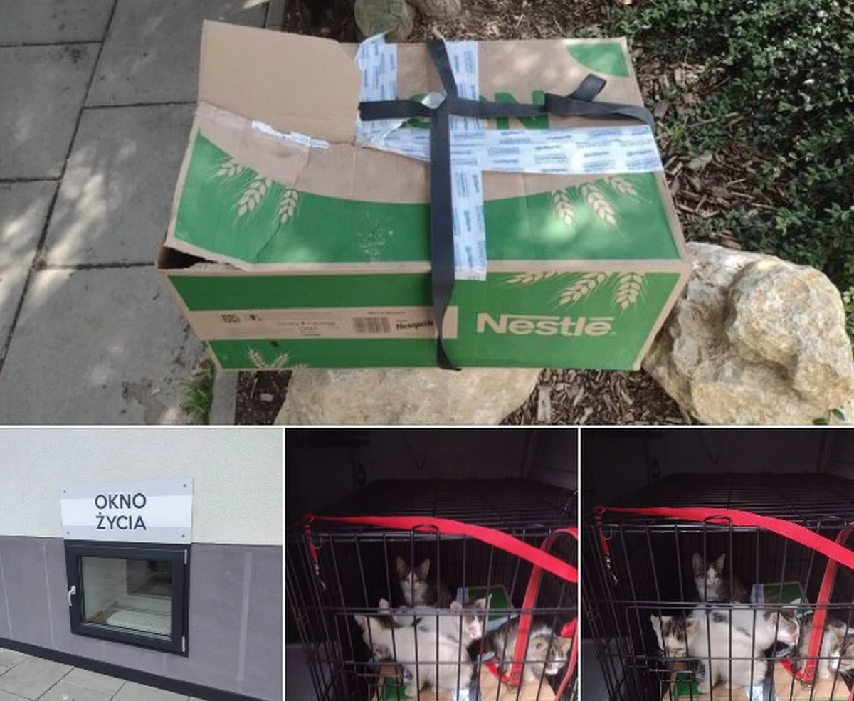 Krakowskie Towarzystwo Opieki nad Zwierzętami poinformowało o nietypowym pakunku, który trafił do okna życia dla dzieci, prowadzonego przez siostry zakonne na ul. Przybyszewskiego. W kartonie było osiem kociąt. 