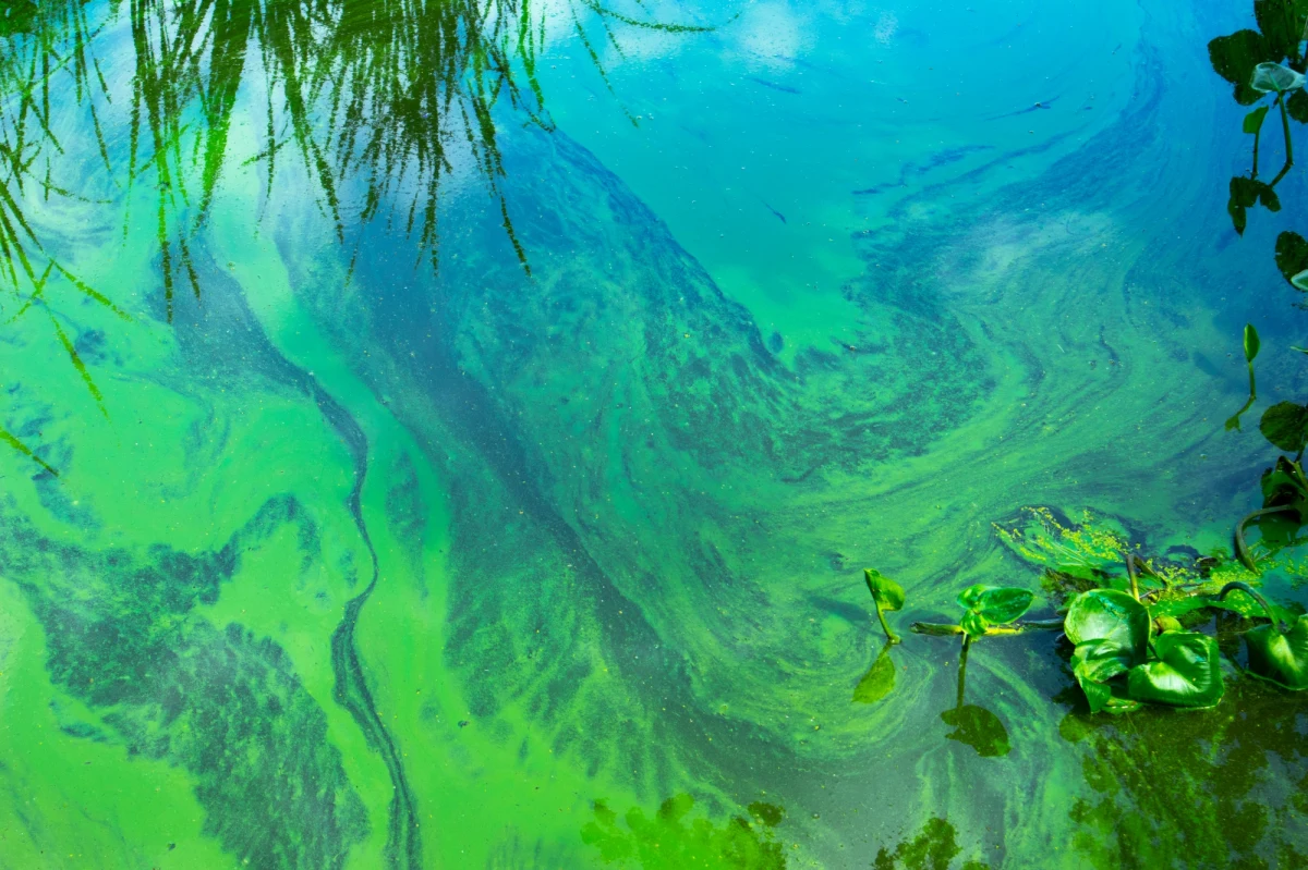 Zakaz kąpieli na kąpielisku w Trzebieży i na plaży miejskiej w Szczecinku (Zachodniopomorskie) wprowadził w piątek sanepid. Na Pomorzu Zachodnim zamkniętych jest obecnie 15 kąpielisk.