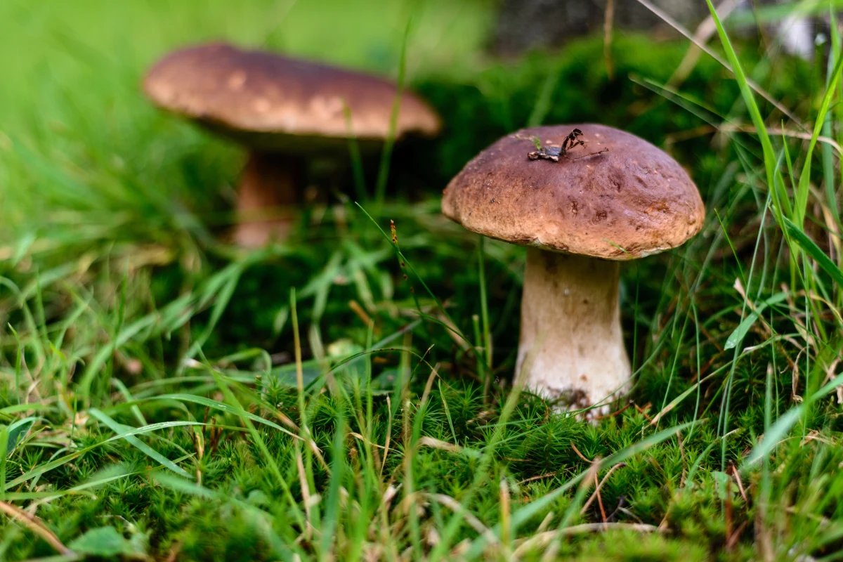 Komisja Europejska nie planuje żadnych aktów prawnych regulujących tzw. leśne produkty niedrzewne – poinformował rzecznik Komisji Europejskiej Adalbert Jahnz. Chodzi m.in. o takie produkty jak grzyby, orzechy, żywica, owoce leśne, rośliny lecznicze i aromatyczne czy dziczyzna.