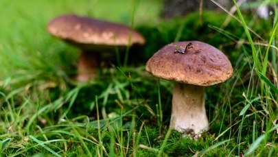 Unia zakaże zbierania grzybów? Rzecznik KE komentuje