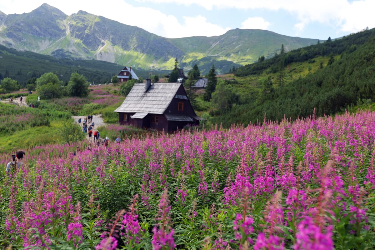 Na Hali Gąsienicowej w Tatrach dominuje różowo-fioletowy dywan kwiatów, a to za sprawą bujnie kwitnącej wierzbówki kiprzycy. Ta spektakularnie wyglądająca na tle monumentalnych tatrzańskich szczytów roślina przyciąga w sierpniu tłumy turystów.