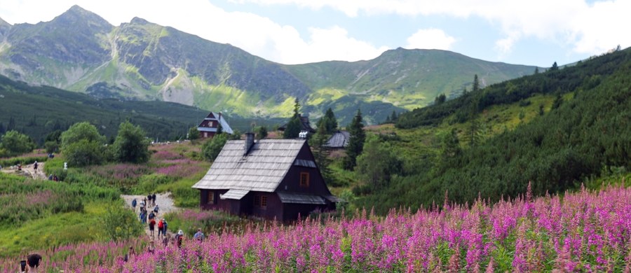 Na Hali Gąsienicowej w Tatrach dominuje różowo-fioletowy dywan kwiatów, a to za sprawą bujnie kwitnącej wierzbówki kiprzycy. Ta spektakularnie wyglądająca na tle monumentalnych tatrzańskich szczytów roślina przyciąga w sierpniu tłumy turystów.