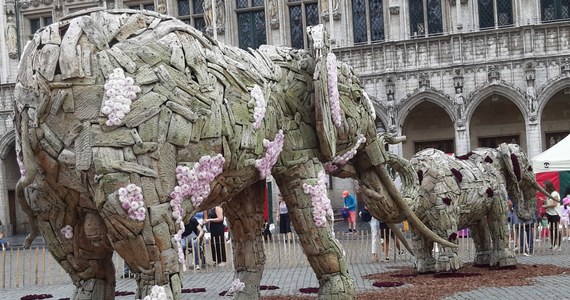 Każdego roku w sierpniu na Grand Place w Brukseli goszczą kwiaty. W zeszłym roku rozłożono kwiatowy dywan. Tym razem w ramach imprezy CZAS KWIATÓW 2023 ustawiono... gigantyczne słonie.