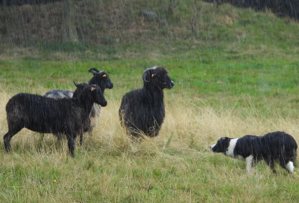 Zawody psów pasterskich rasy border collie zorganizowano na łąkach u podnóża Góry Chojnik niedaleko Karpacza na Dolnym Śląsku. Zjechali na nie zawodnicy z Polski, Czech i Niemiec. Bordery podczas prowadzenia owiec nie szczekają. Tu ważna jest psychika psa - podkreślają opiekunowie uczestniczący ze swoimi czworonogami w zawodach.
