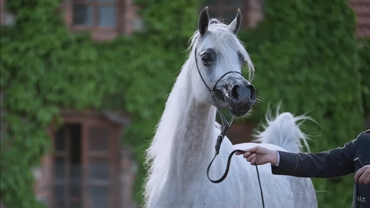 14 koni zostało sprzedanych za ponad 2 mln euro podczas aukcji Pride of Poland. Najcenniejsza okazała się michałowska klacz El Esmera. Wylicytowaną ją za 810 tys. euro.