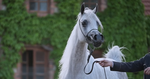 14 koni zostało sprzedanych za ponad 2 mln euro podczas aukcji Pride of Poland. Najcenniejsza okazała się michałowska klacz El Esmera. Wylicytowaną ją za 810 tys. euro.