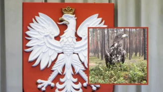 Zachwycił internautów. Ptak z godła Polski w fotopułapce