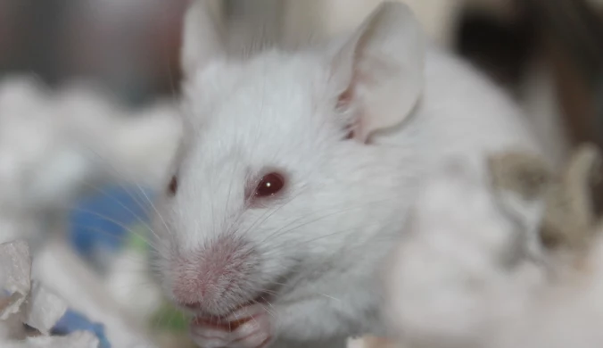 Odkryli eliksir młodości? Naukowcy cofnęli proces starzenia się u myszy 