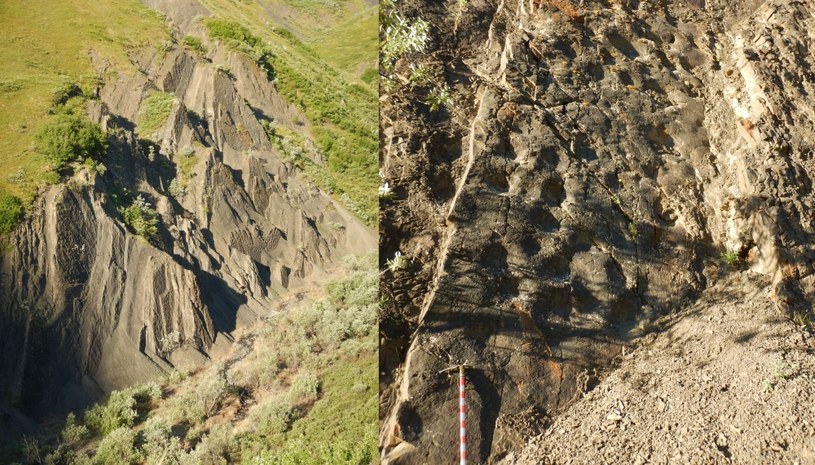 Jak dowiadujemy się z publikacji w magazynie naukowym Historical Biology, w Parku Narodowym Denali na Alasce odkryto tzw. koloseum dinozaurów, które zawiera rekordową liczbę śladów wielu pokoleń licznych gatunków.