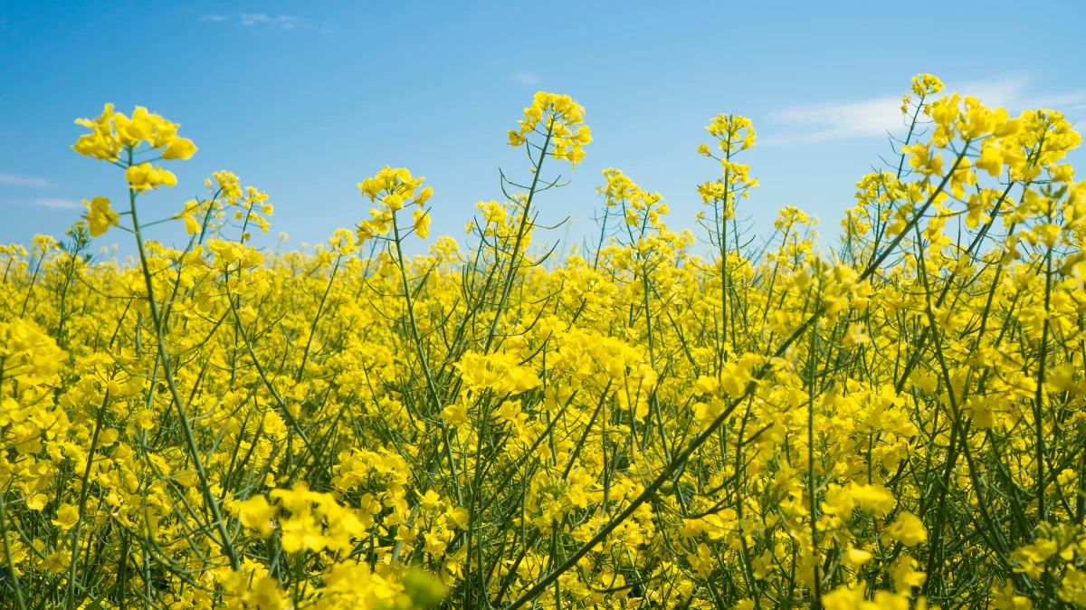 W województwie warmińsko-mazurskim kończą się żniwa jęczmienia ozimego i rzepaku ozimego, a zbiory innych zbóż trwają; dotąd skoszono po kilkanaście-kilkadziesiąt procent upraw - poinformował Warmińsko-Mazurski Ośrodek Doradztwa Rolniczego.