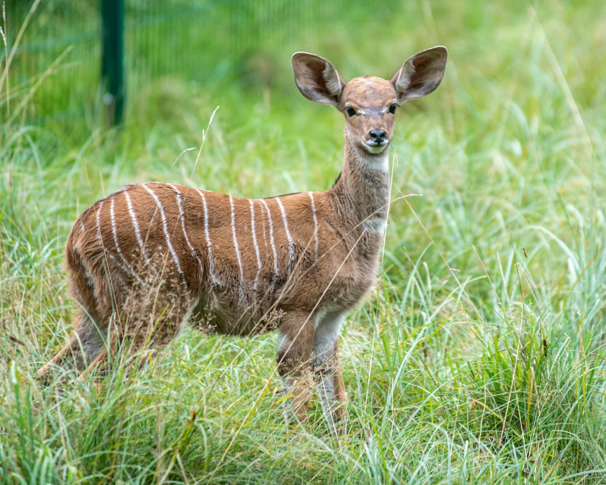 Kudu małe to najmniejsze antylopy świata. Jedyne w kraju stado tych zagrożonych wyginięciem zwierząt żyje w Orientarium ZOO Łódź, gdzie można je oglądać na wybiegu obok pawilonu "Afryka".