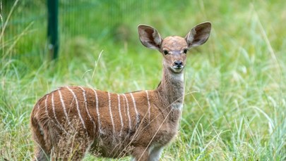 W Łodzi żyje jedyne w kraju stado kudu małych