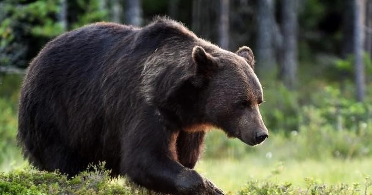 Kolejny atak niedźwiedzia w Słowacji. To już drugi w ciągu dwóch dni Kolejny atak niedźwiedzia w Słowacji. To już drugi w ciągu dwóch dni
