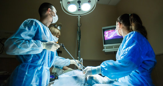 Świńska nerka może funkcjonować w ciele człowieka ponad miesiąc - wykazali chirurdzy z nowojorskiego Uniwersytetu Langone. O sprawie poinformowała agencja Associated Press.