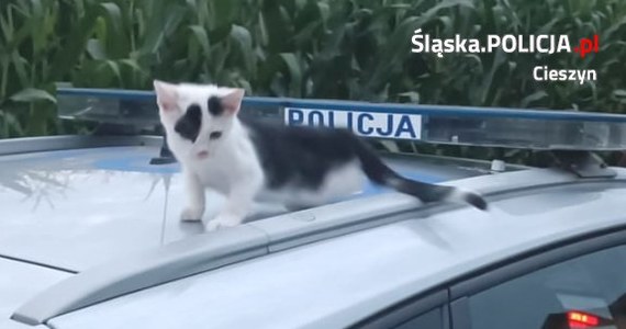 Policjant z cieszyńskiej grupy Speed, podczas nocnej służby zauważył biegającego po drodze krajowej numer 81 malutkiego kotka. Zwierzę zagrażało sobie, ale też przejeżdżającym pojazdom. Funkcjonariusz natychmiast zwabił i zabrał czworonoga z drogi. Opłacił mu wizytę u weterynarza oraz zapewnił schronienie w swoim domu. Teraz poszukuje właściciela.
