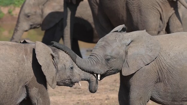 Spójrzcie na te małe słoniątka. Ich wspólne zabawy wyglądają naprawdę uroczo. Autorką nagrania jest Anne Laing z RPA, która zachwyca się tym, jak delikatne potrafią być słonie przy całej sile, którą dysponują. 
