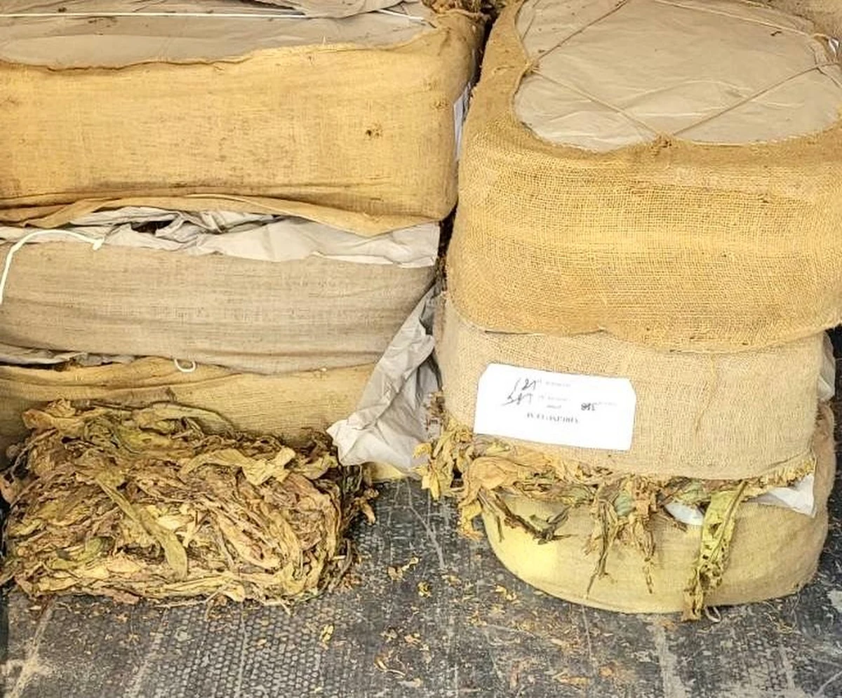 Policjanci z Piły (woj. wielkopolskie) zatrzymali 39-letniego mieszkańca gminy Szydłowo, który przewoził ponad pół tony suszu tytoniowego oraz 200 kilogramów tytoniu krojonego bez polskich znaków akcyzy. Mężczyźnie grozi wysoka grzywna, a nawet kara pozbawienia wolności.