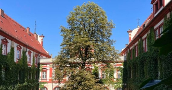 Jeden z piękniejszych zakątków centrum Wrocławia już niedługo będzie wyglądać inaczej. Chodzi o dziedziniec Zakładu Narodowego imienia Ossolińskich. To miejsce odwiedzają nie tylko wrocławianie, ale i turyści. Wśród innych roślin rośnie tam ponad stuletni, potężny kasztanowiec. Drzewo zagraża ludziom i musi zostać wycięte.