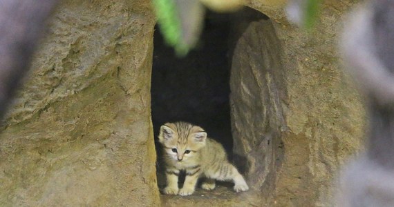 Robi się tłoczno u kotów pustynnych w Gdańskim Ogrodzie Zoologicznym. Opiekunowie zwierząt drapieżnych pochwalili się narodzinami tych pięknych zwierząt. Mają już dwa miesiące. Od niedawna możecie zobaczyć je w pawilonie lwów.