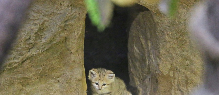 Robi się tłoczno u kotów pustynnych w Gdańskim Ogrodzie Zoologicznym. Opiekunowie zwierząt drapieżnych pochwalili się narodzinami tych pięknych zwierząt. Mają już dwa miesiące. Od niedawna możecie zobaczyć je w pawilonie lwów.