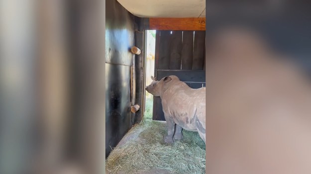Poznajcie Daisy, nosorożca, którym opiekują się ludzie w specjalnym sanktuarium w południowoafrykańskiej prowincji Mpumalanga. Daisy zaskoczyła niedawno swoich opiekunów pokazując, że potrafi zamykać i otwierać przesuwane drzwi. Zdaniem ekspertów to czytelny znak osiągniętej przez nią dojrzałości i pozytywnych skutków troski, którą otoczyli ją ludzie.