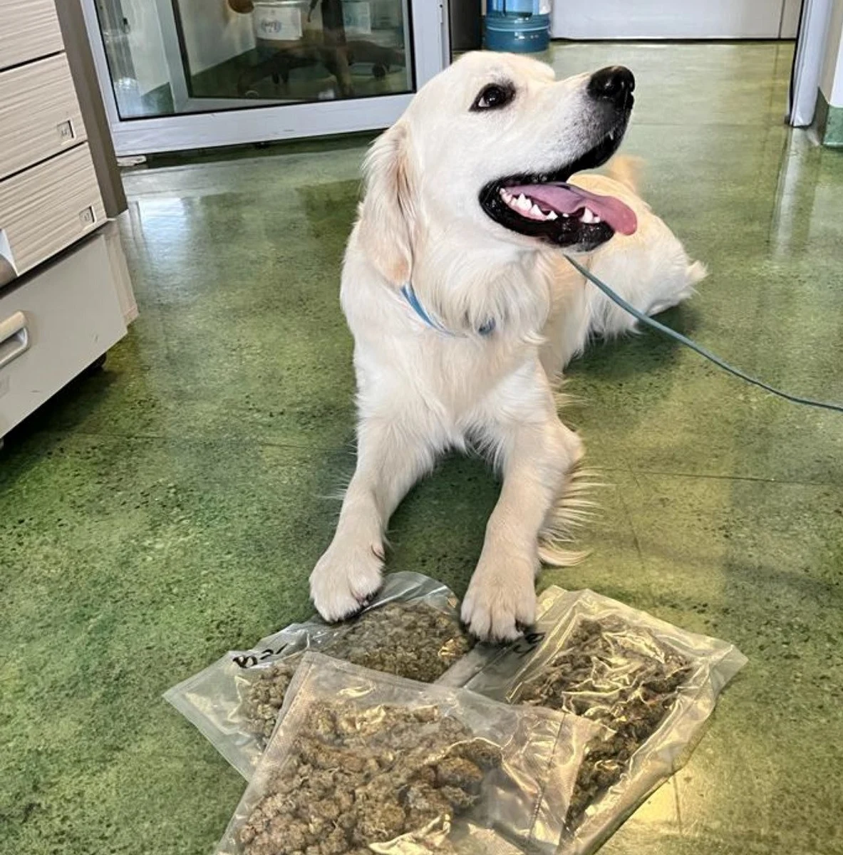 Podczas kontroli przesyłek pocztowych w Zabrzu, pies Kodi wywęszył susz roślinny w trzech paczkach. Funkcjonariusze ze śląskiej KAS zabezpieczyli blisko 0,5 kg marihuany.