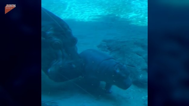 Hipopotamy to zwierzęta, które znaczną część swojego życia spędzają w wodzie. Nic dziwnego, że młode uczą się tego środowiska od maleńkości. Spójrzcie, jak hipopotamia mama uczy swoje dziecko przemieszczać się pod wodą, a także jak najdłużej wstrzymywać oddech.