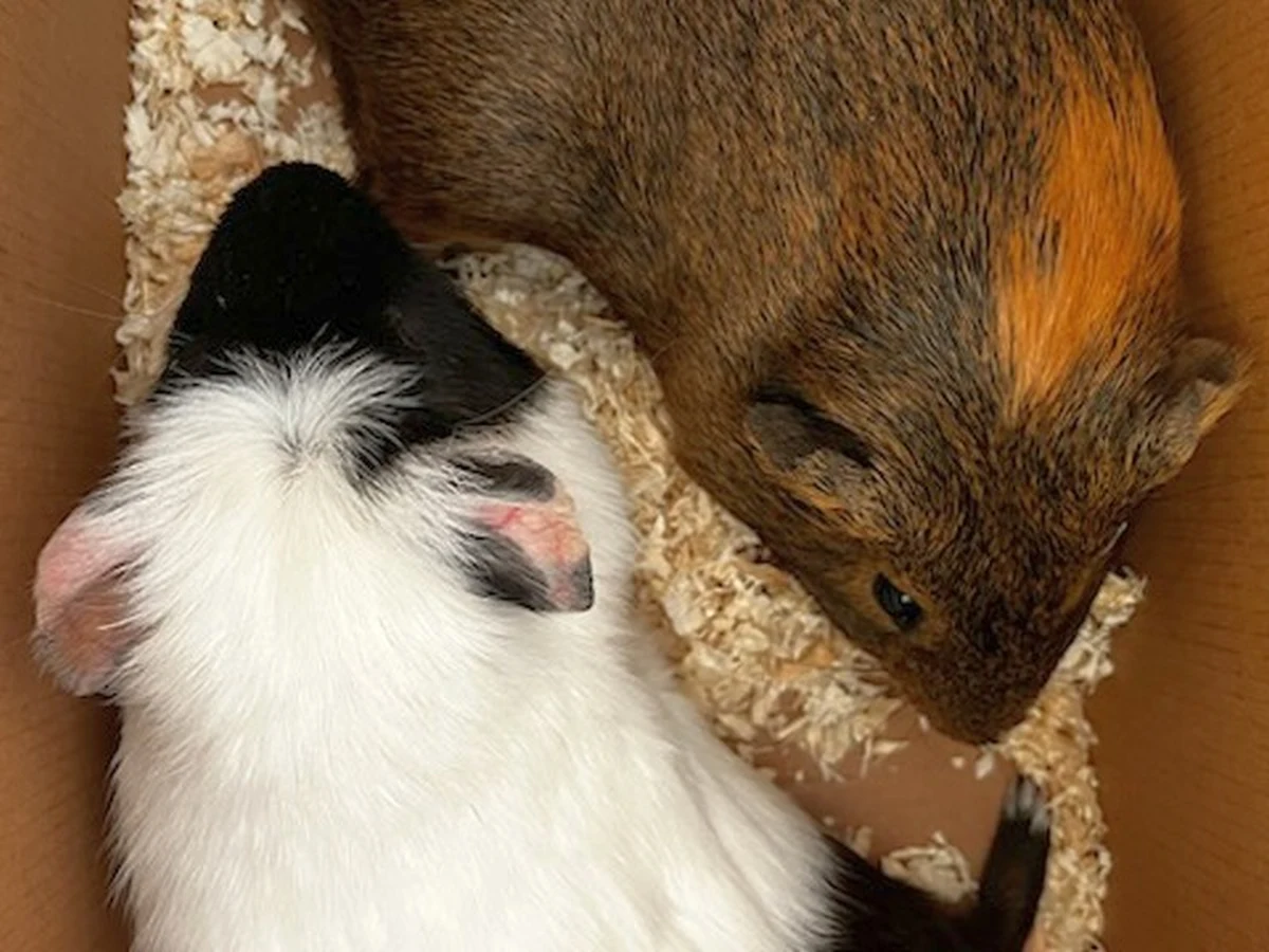 Dwie świnki morskie zgubiły się w Ogrodzie Saskim. Znalazł je w trawie przechodzień i wezwał Ekopatrol. Strażnicy przewieźli domowe gryzonie do kliniki weterynaryjnej.