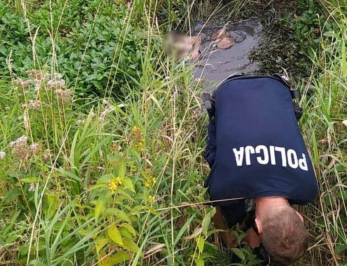 W Świnicach Warckich w pow. łęczyckim odnalazł się 15-letni chłopiec, który wyszedł z psem na spacer. Zabłądził i ugrzązł w głębokim rowie wypełnionym błotem. Z objawami wychłodzenia został przewieziony do szpitala - podała w piątek mł. asp. Katarzyna Pietrzak z łęczyckiej policji.