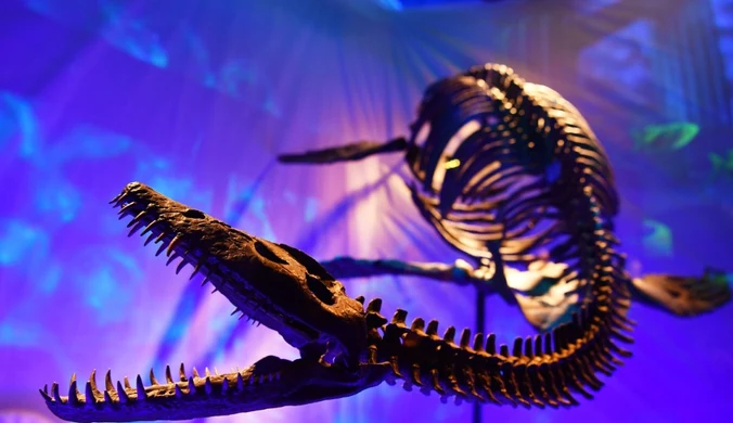 W kamieniołomie Owadów-Brzezinki odkryto cztery zęby plezjozaurów