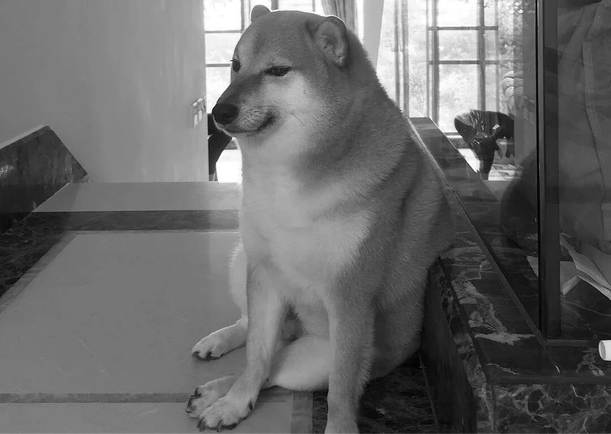 W piątek w Hongkongu zmarł pies rasy shiba-inu o imieniu Cheems, znany również jako Balltze - jeden z czworonogów, których zdjęcia od dekady są używane do memów z "piesełem". Zwierzę odeszło w wieku 12 lat.